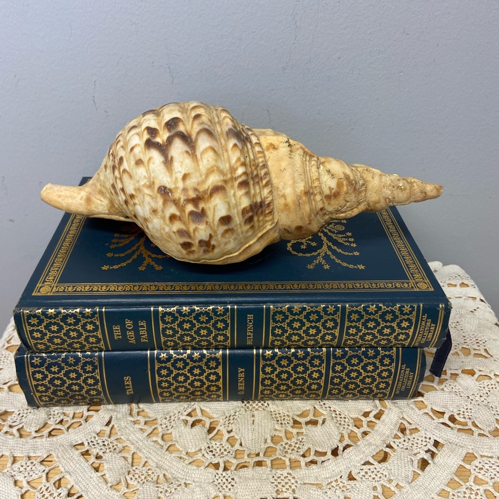 Two Shells-Abalone and Conch - Picture 6 of 11